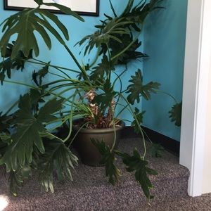 Meet your Posher, Sheila